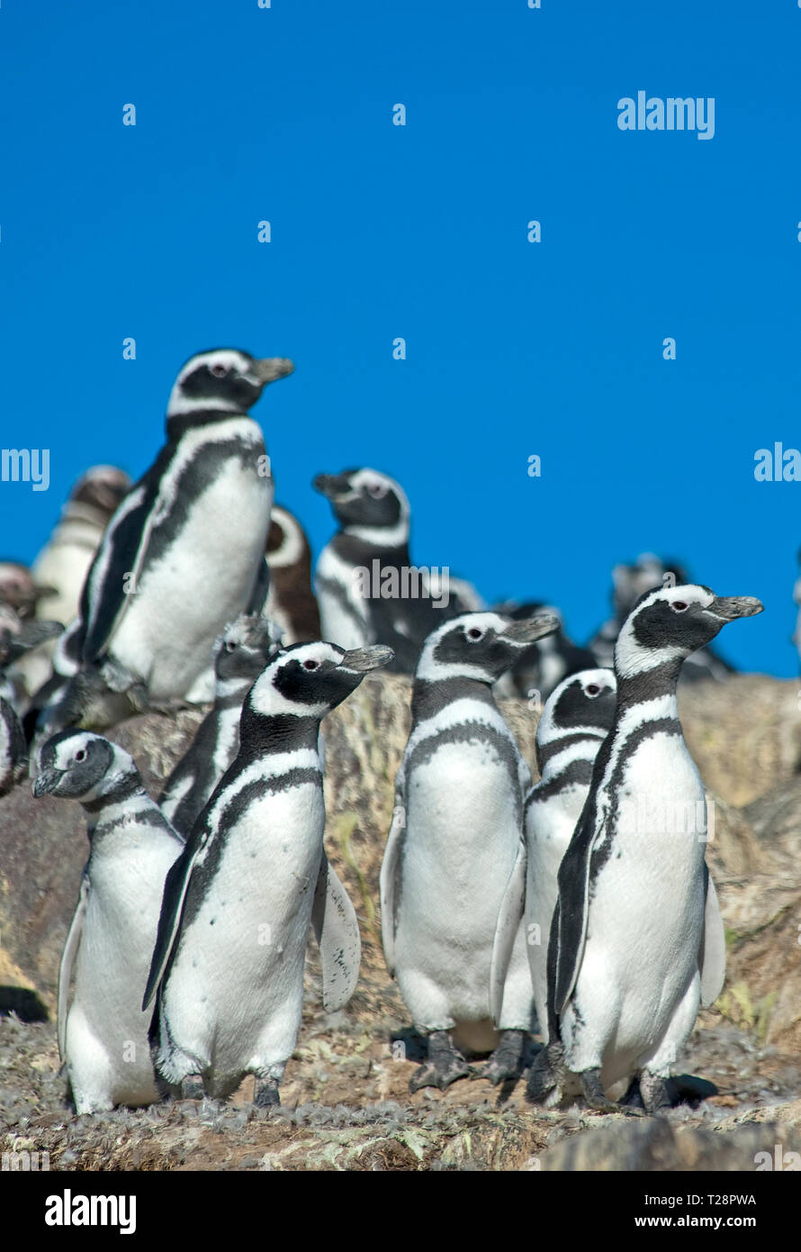 I pinguini di Magellano (Spheniscus magellanicus), gruppo Puerto Deseado, Patagonia, Argentina Foto Stock