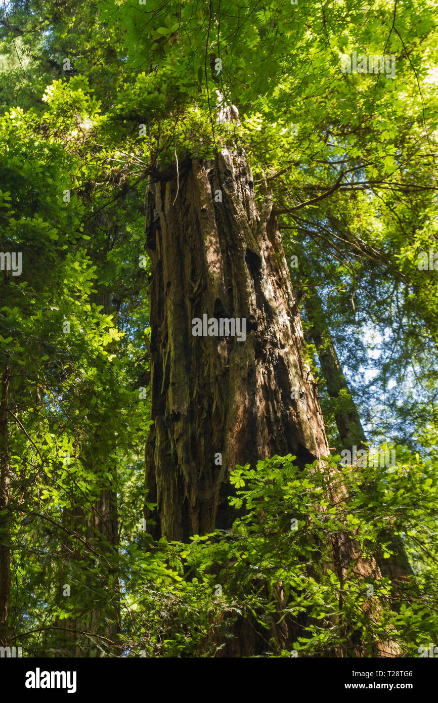 Armstrong Redwoods Foto Stock