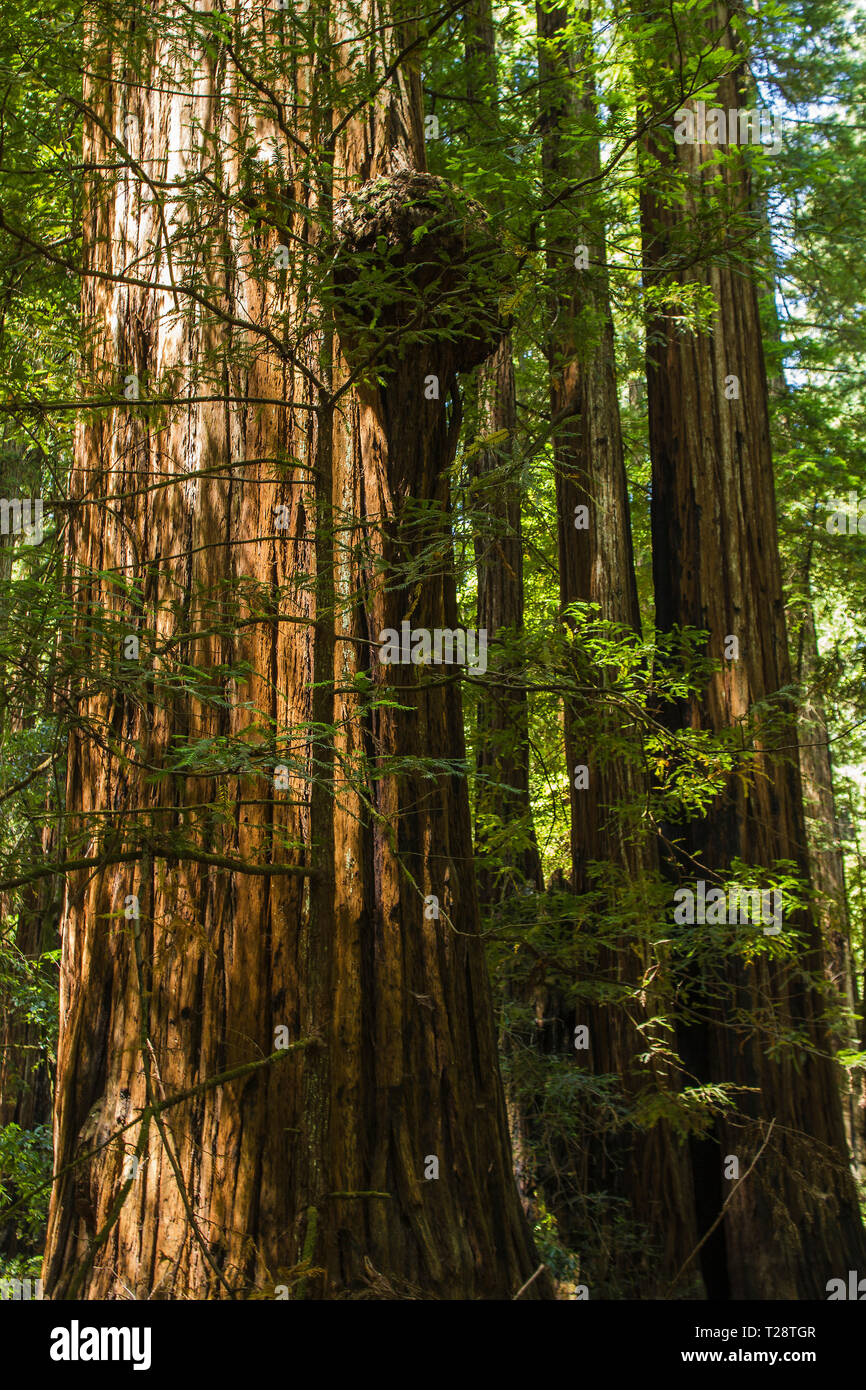 Armstrong Redwoods Foto Stock