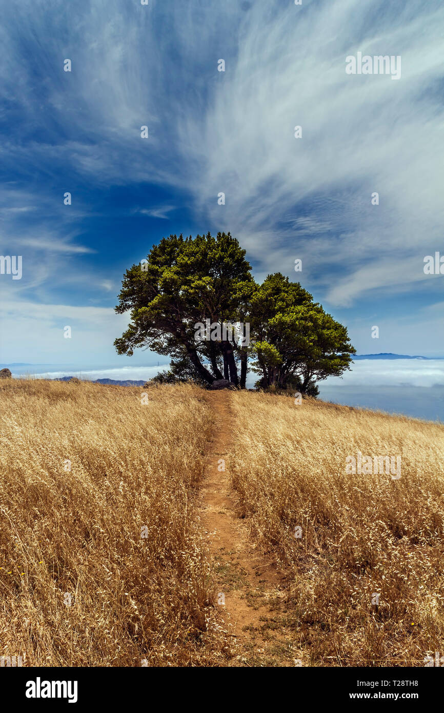 Il Monte Tamalpais Foto Stock