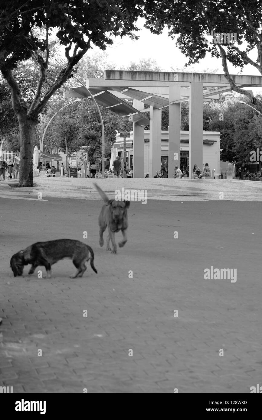 Esecuzione di cani a Siviglia Foto Stock