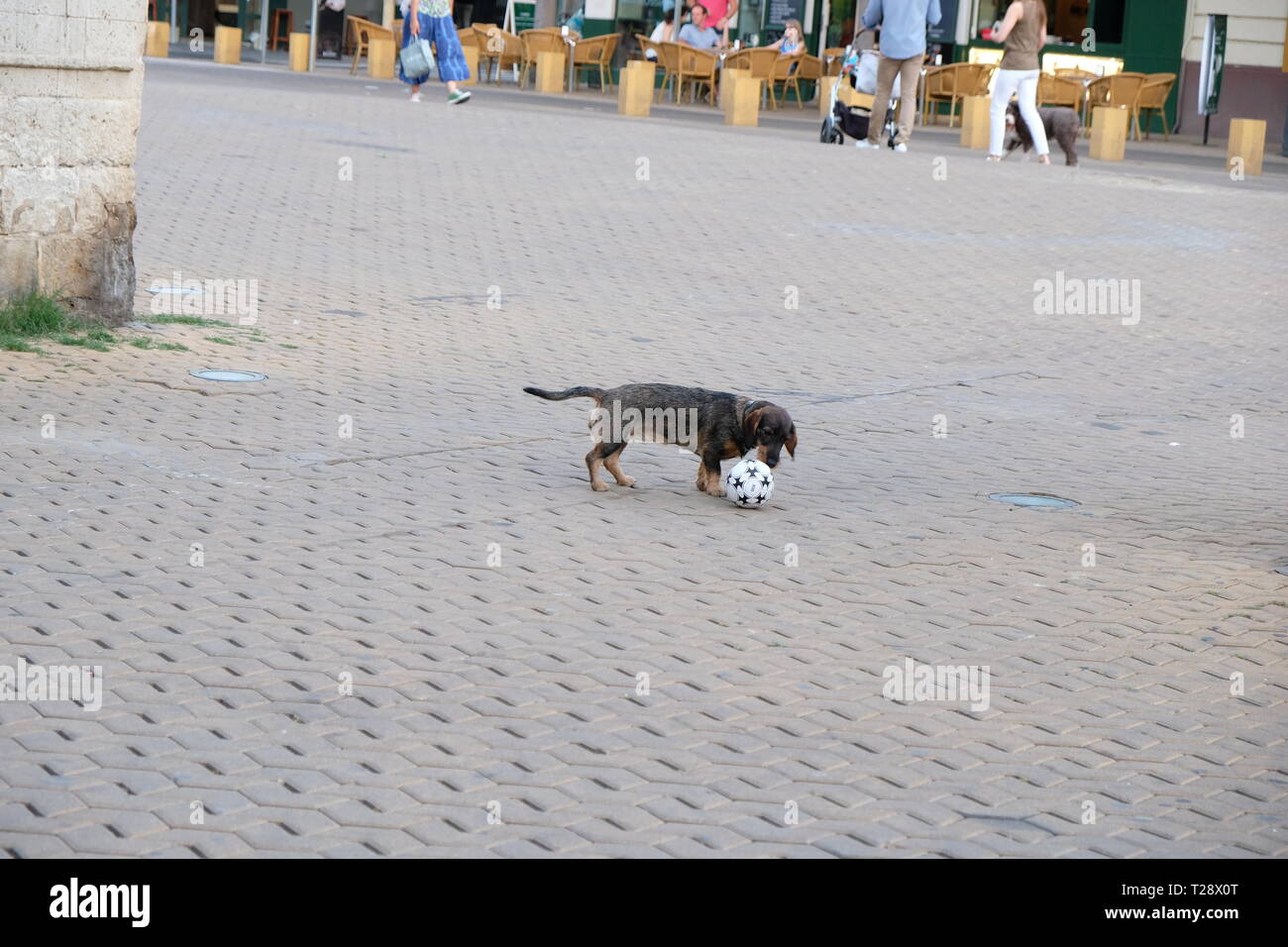 Cane con il calcio di strada Foto Stock