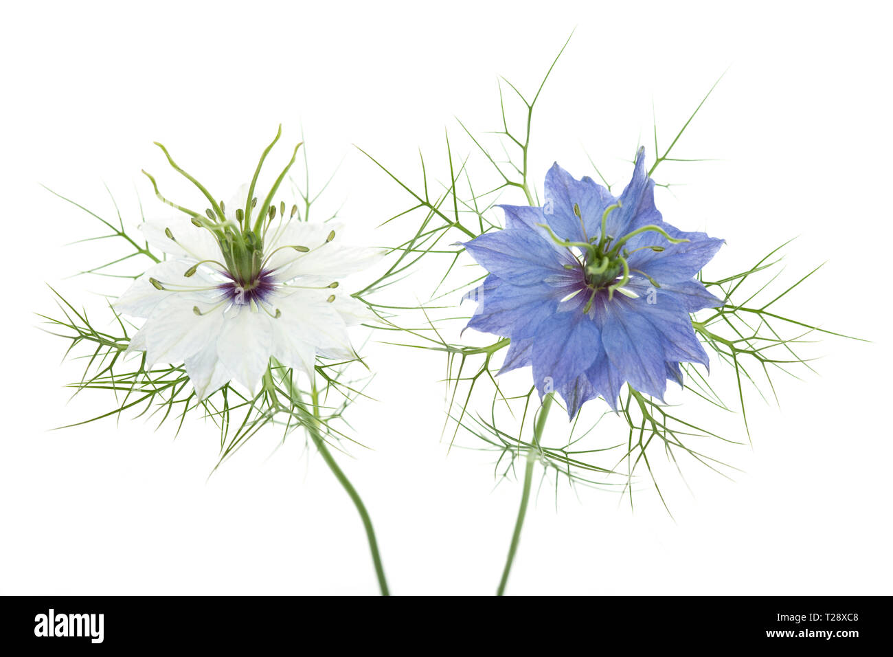 Nigella damascena - amore-in-un-nebbia Foto Stock