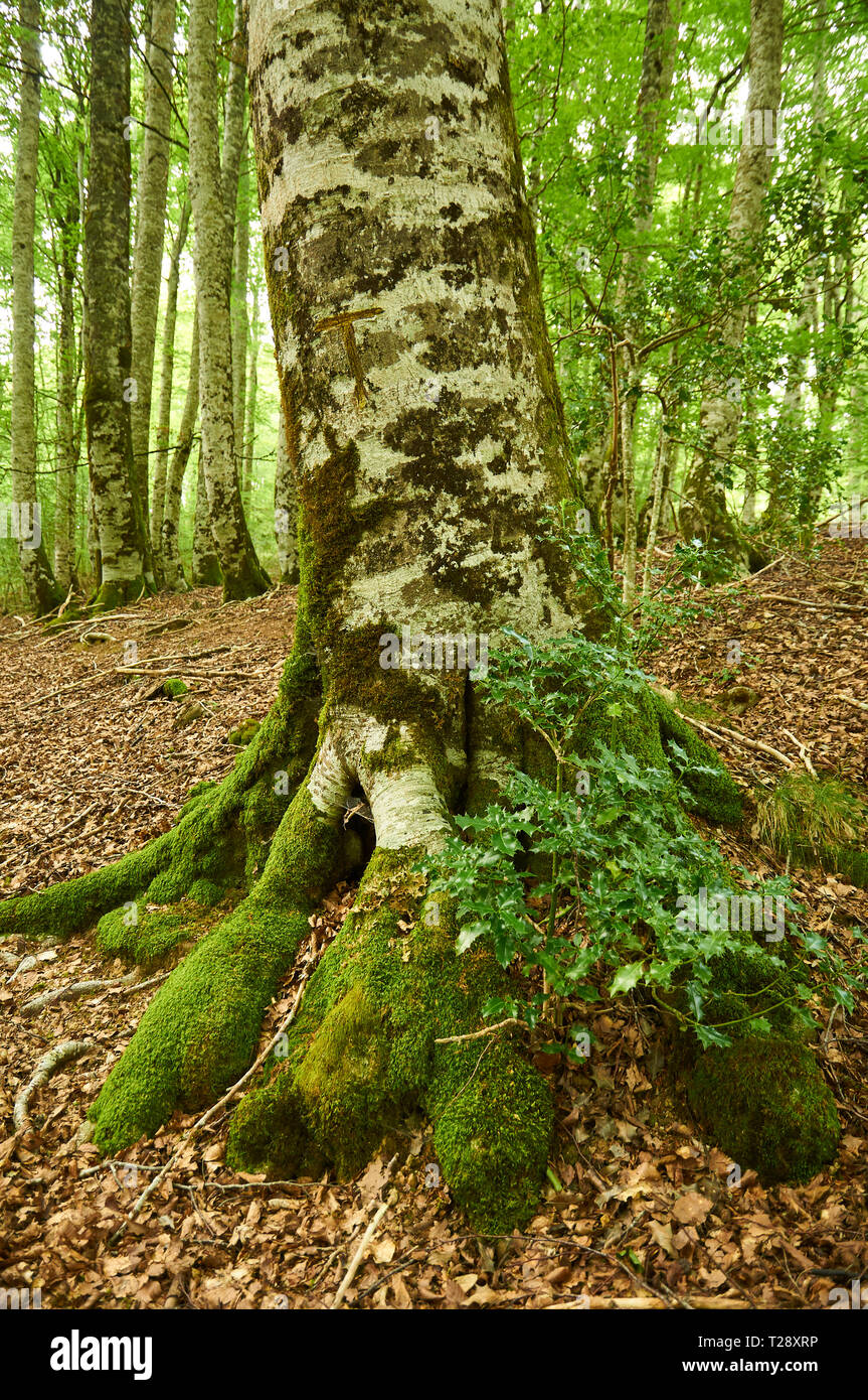 Agrifoglio comune (Ilex aquifolium) crescente tra le radici di un faggio (Fagus sylvatica) albero a SL-NA 54C trail (foresta di Irati, Navarra, Spagna) Foto Stock