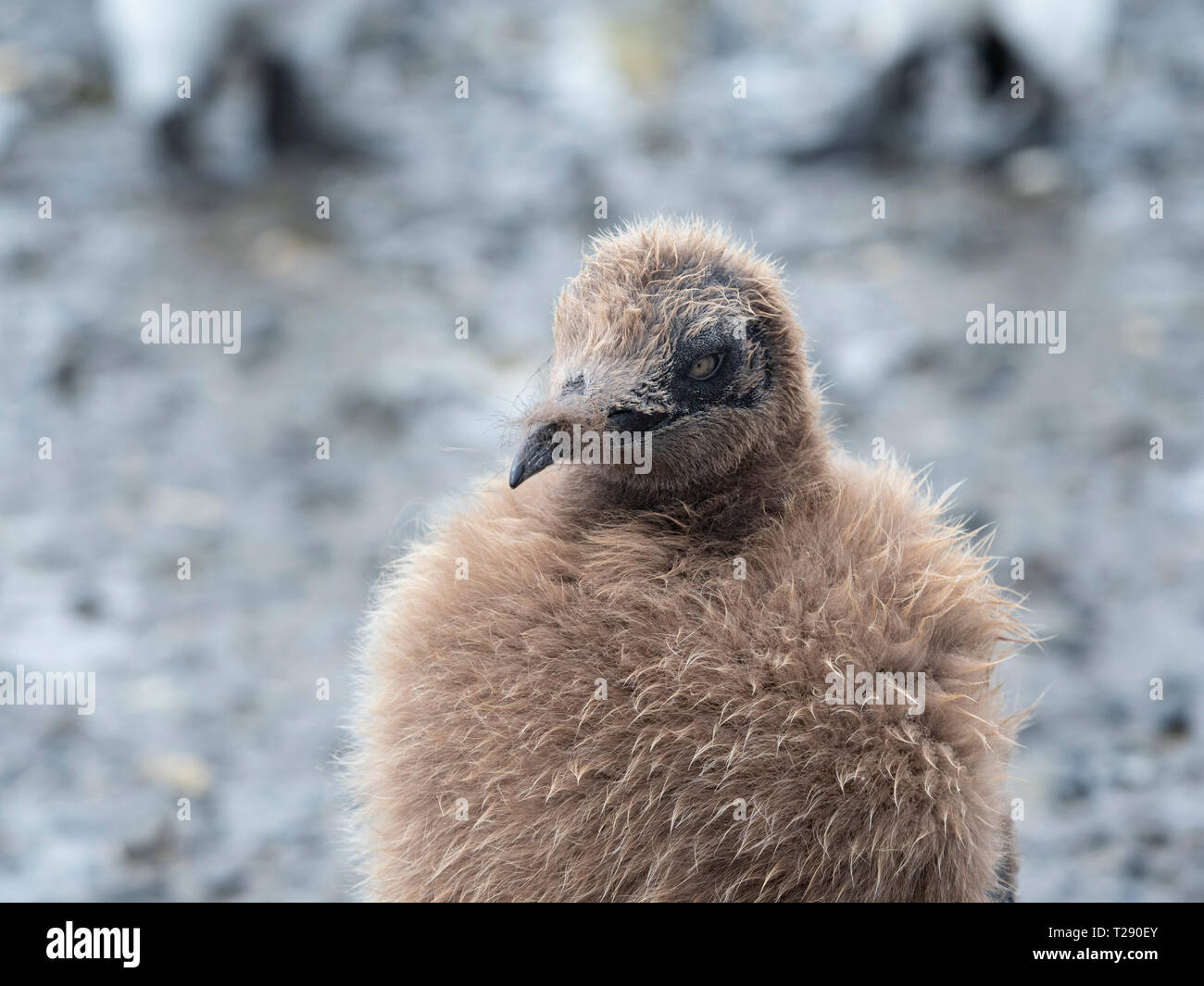 Re Penguin Chick nelle prime fasi della Muta Foto Stock
