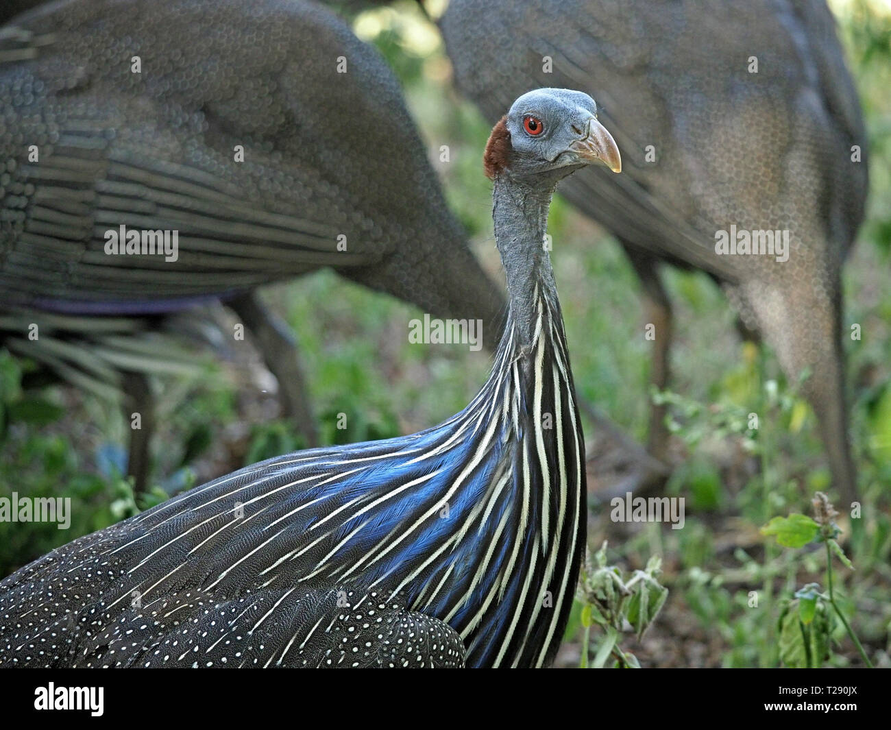 Ritratto di Vulturine Faraona (Acryllium vulturinum) con testa calva, occhi rossi & incredibile blu bianco & nero a strisce in Tsavo Est NP,Kenya,Africa Foto Stock