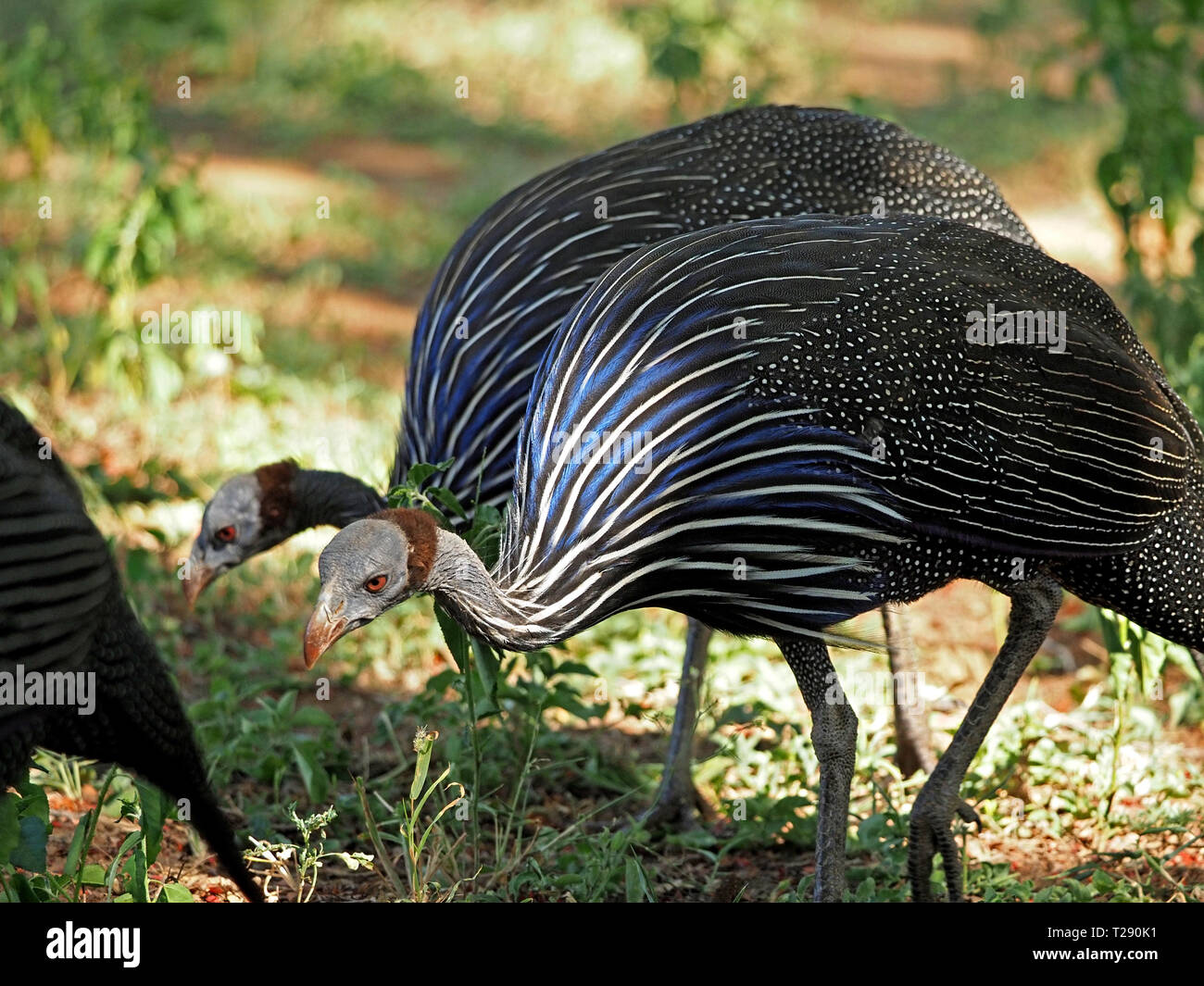 La luce del sole su blu bianco & nero a strisce di due Vulturine Faraona (Acryllium vulturinum) contrastante con il grigio & macchie bianche nel Tsavo, Kenya, Africa Foto Stock