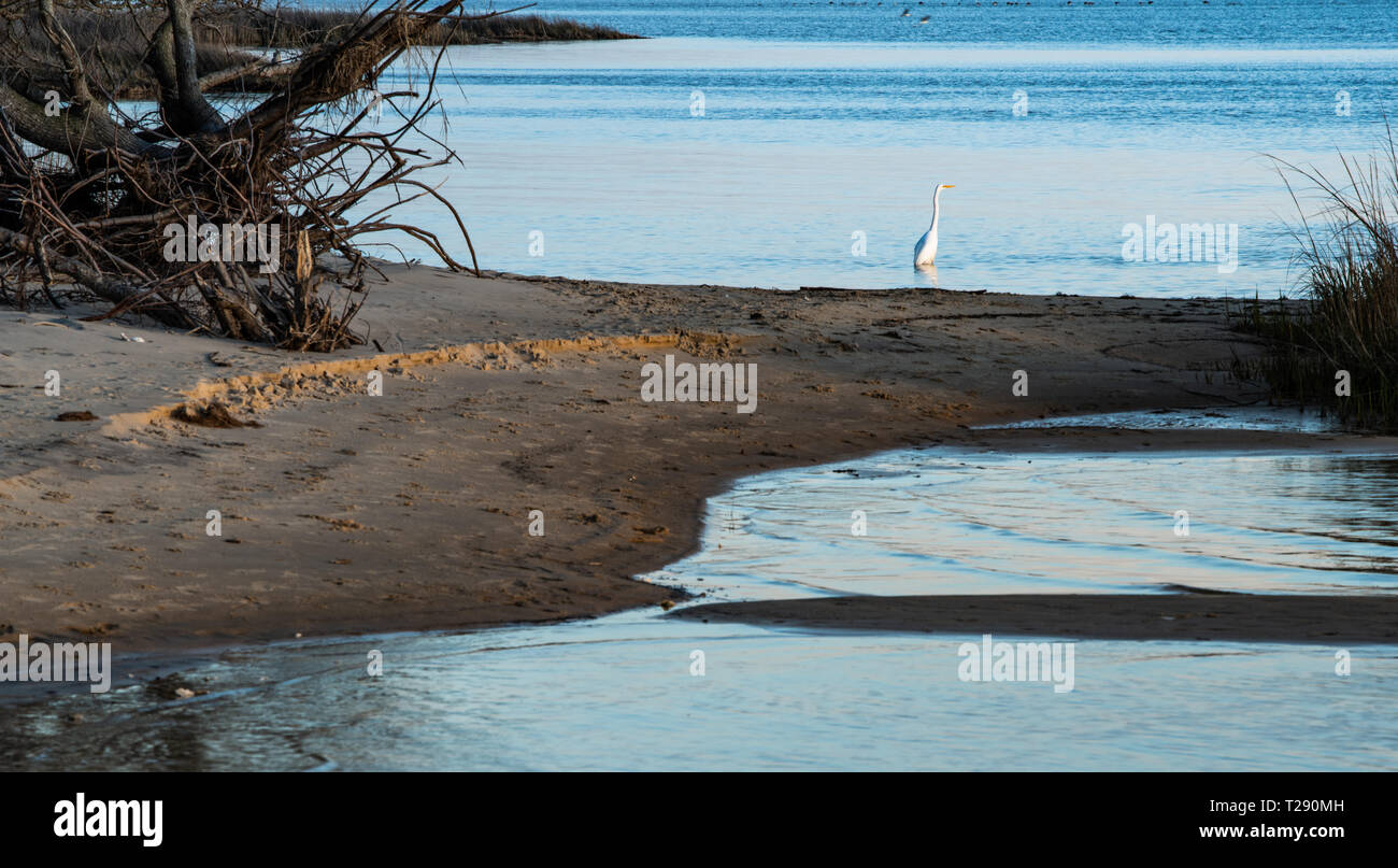 Airone bianco in zone umide costiere Foto Stock