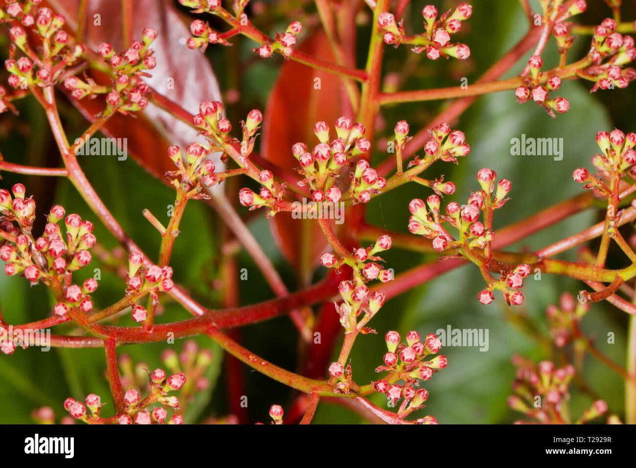 Photinia x fraseri " Red Robin' Hedge Foto Stock