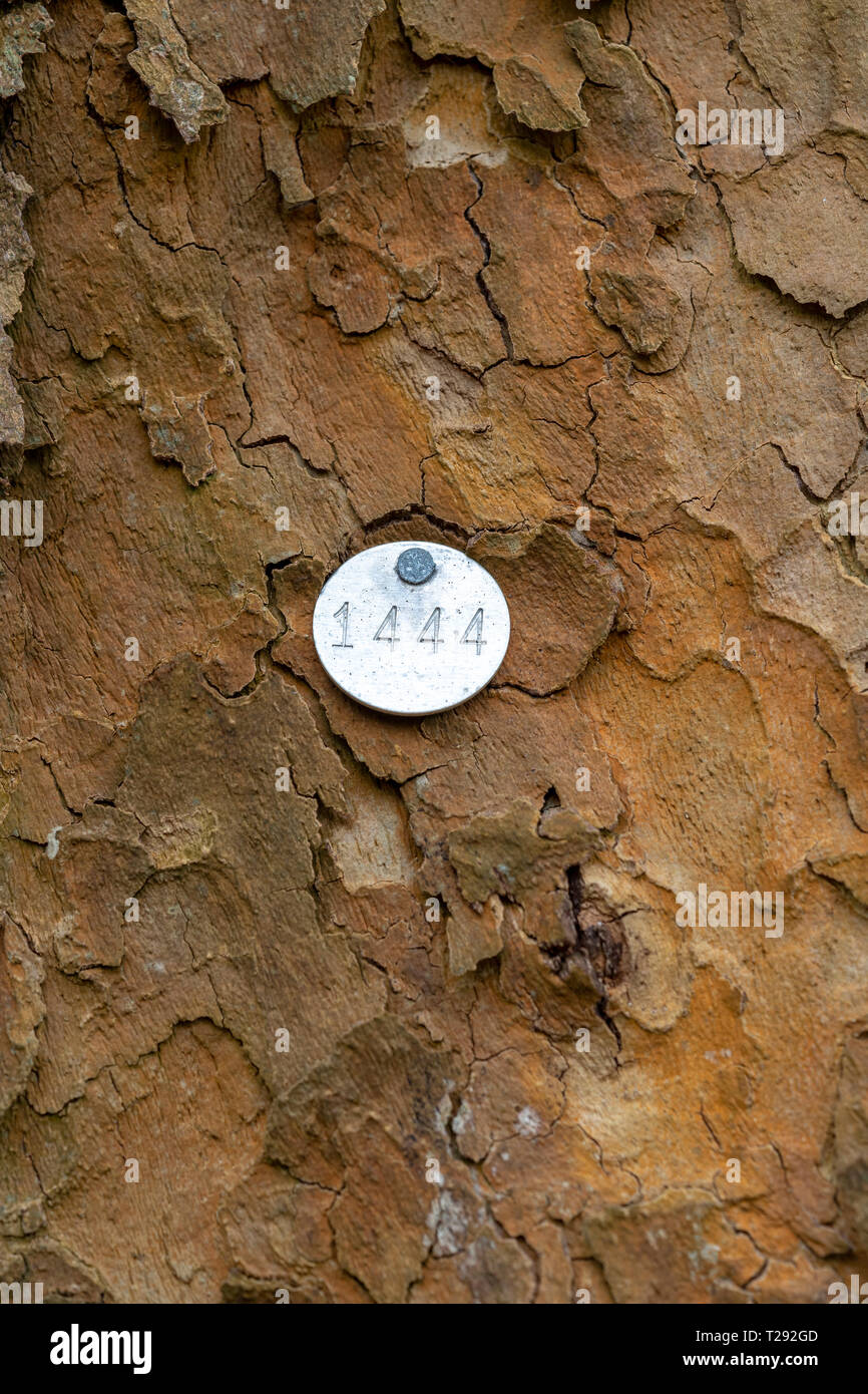 Albero numero di identificazione tag Foto Stock