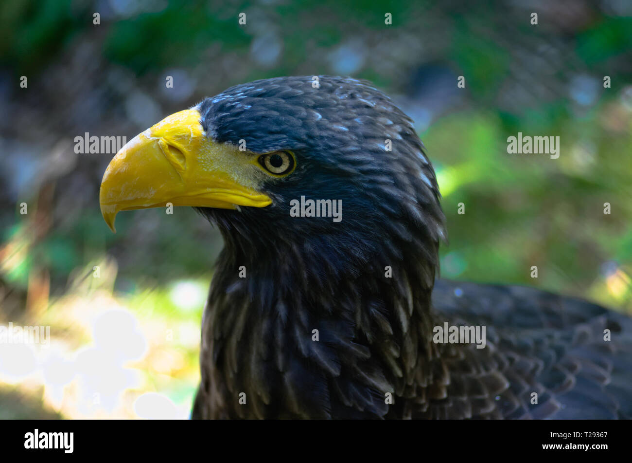 Deep in cerca di un aquila reale isolato su un gradevole sfondo sfocato Foto Stock