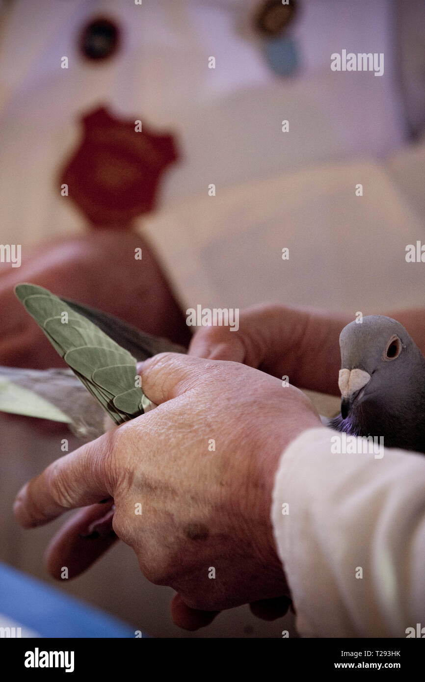 Un giudice ispezione di uno dei partecipanti al Royal annuale Pigeon Racing Association mostrano dell'anno presso i giardini invernali, Blackpool. La due giorni di mostra si svolge ogni anno a Blackpool e attrae 4000 voci da pigeon fanciers provenienti da tutto il mondo. La due giorni di evento ha attirato 20.000 concorrenti e spettatori. Foto Stock