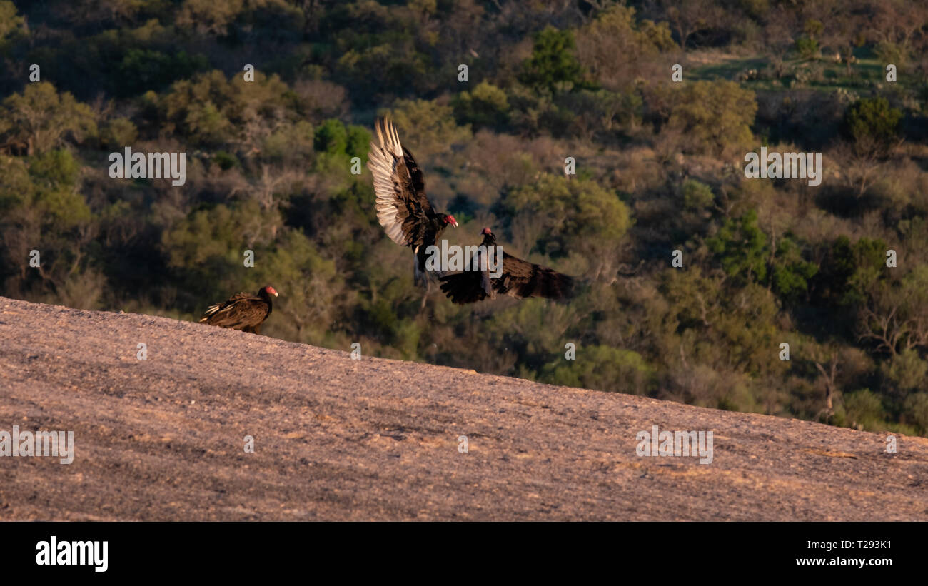 Texas Turchia avvoltoi lotta per la posizione sulla roccia incantata, vicino Llano Texas. Stati Uniti d'America. Foto Stock