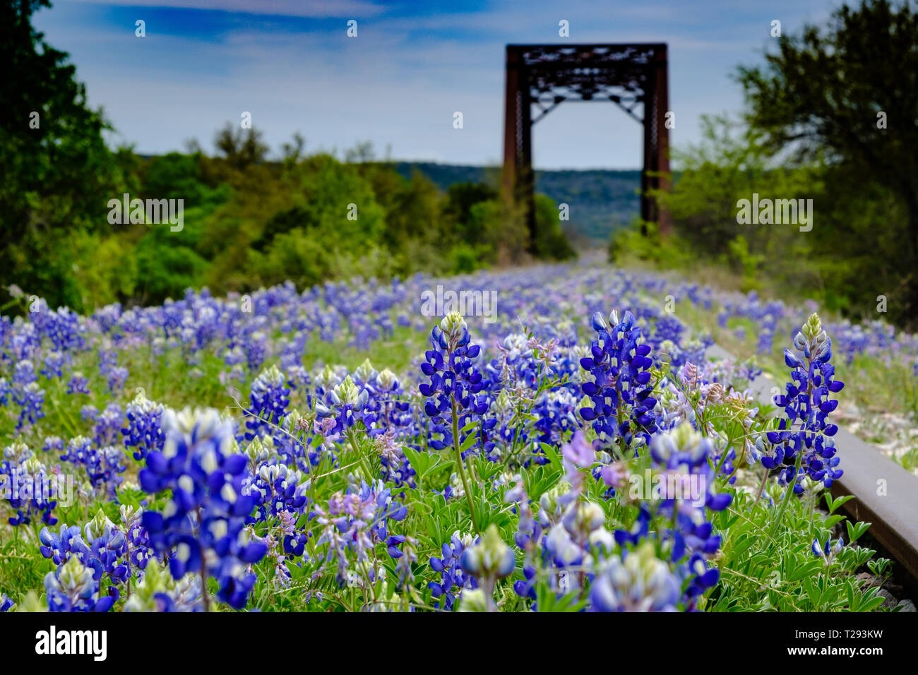 Bluebonnets fioriscono lungo abbandonato i binari della ferrovia in Texas Hill Country tra Austin e San Antonio. Stati Uniti d'America. Foto Stock