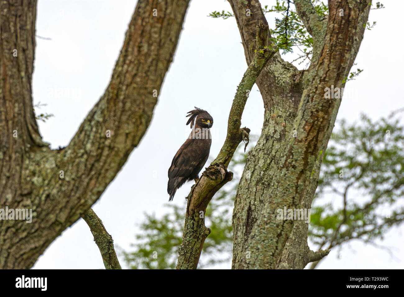 Long Crested Eagle nella savana in Uganda Foto Stock