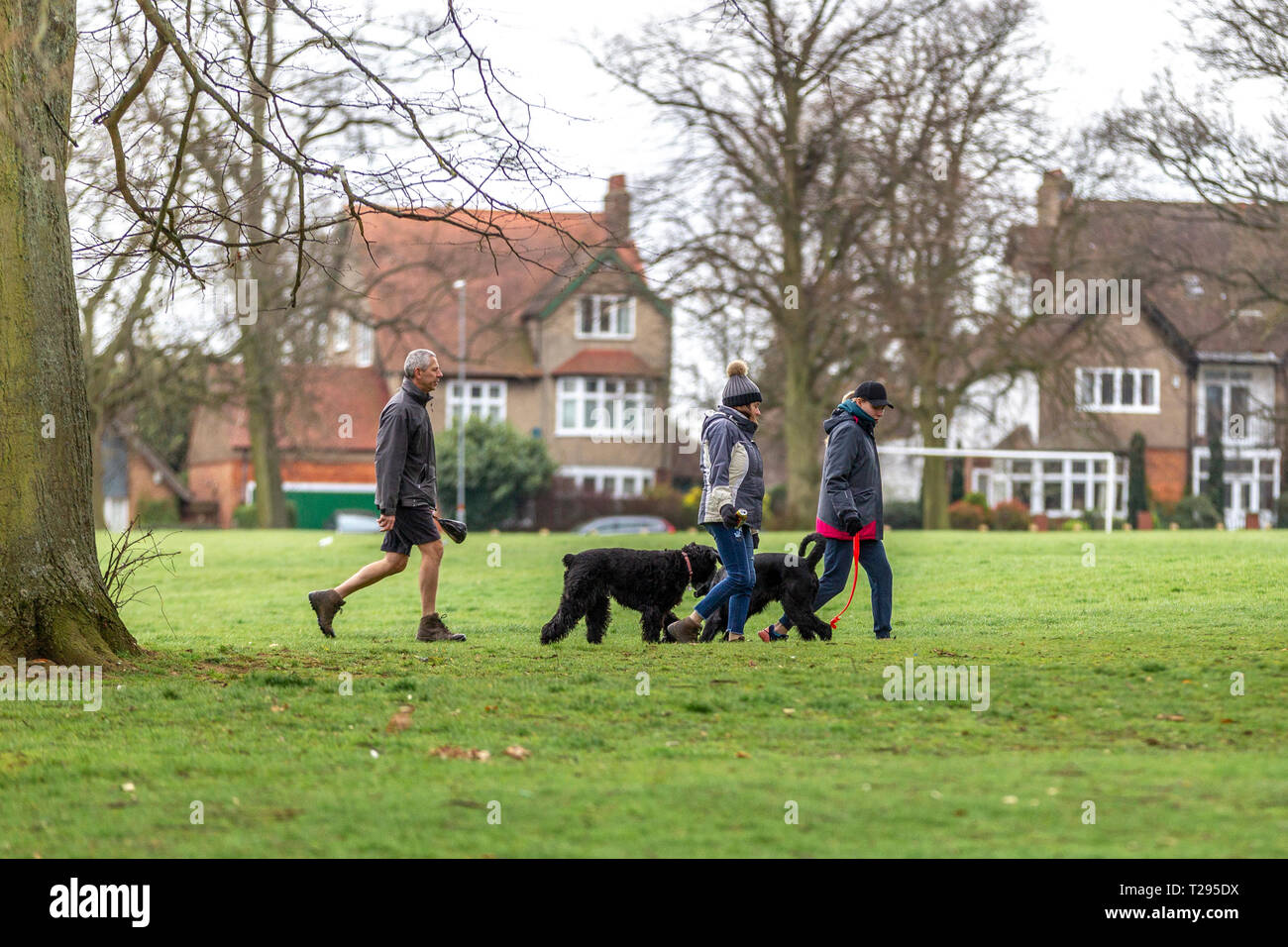 Northampton. U.K. 31 marzo 2019. Proprietario di Pet prendendo loro Gaint Schnauzers per una passeggiata in Abington Park, il freddo weathe sordo ha restituito questa mattina . Credito: Keith J Smith./Alamy Live News Foto Stock