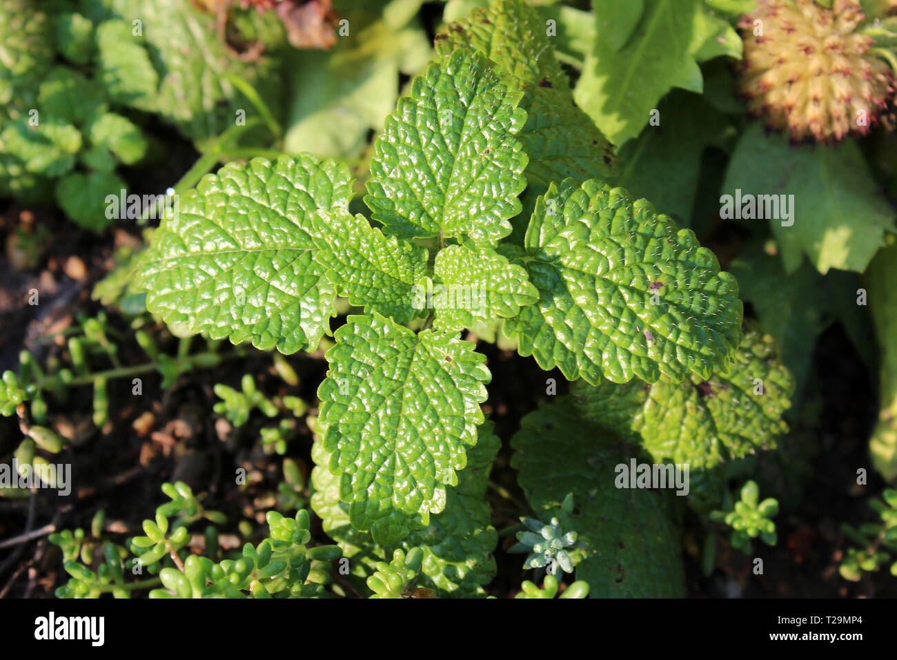 Melissa o Melissa officinalis o balsamo comune o balsamo menta pianta erbacea perenne fornita di verde spessa foglie coriacee che cresce in giardino locale Foto Stock