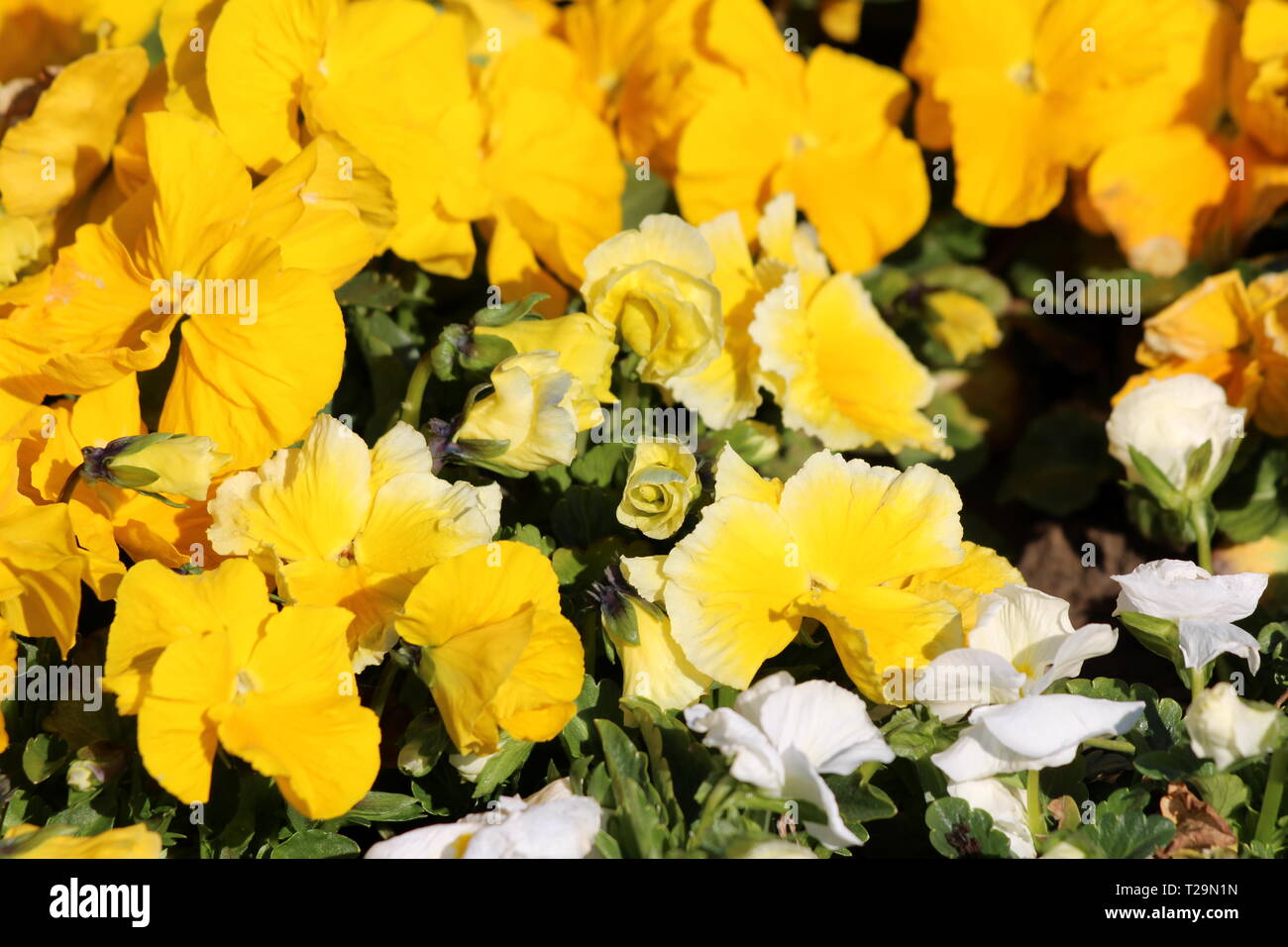 Mescolati giallo e bianco bicolore Wild pansy o viola tricolore o Johnny jump up o Heartsease o i cuori facilità o i cuori delight o solleticare la mia fantasia Foto Stock