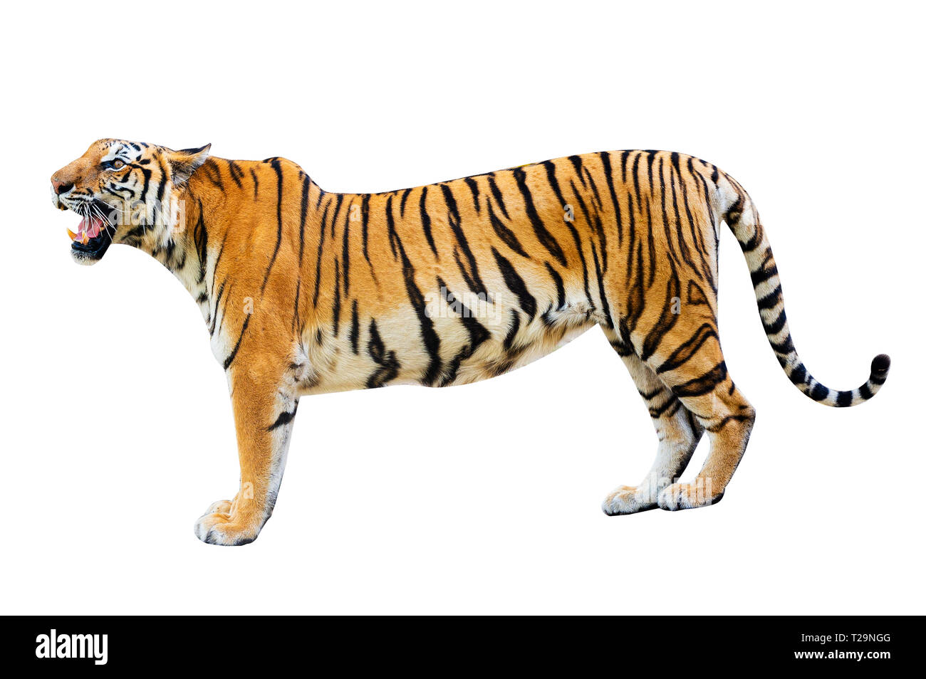 Tiger sfondo bianco isolare il corpo pieno Foto Stock