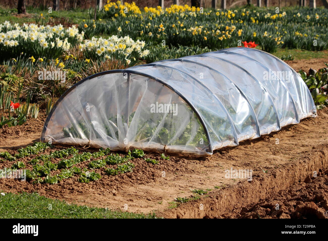 Piccolo giardino serra di tubi in metallo ed in nylon trasparente e  utilizzato per la coltivazione di lattuga circondato con ortaggi e fiori  nel giardino locale Foto stock - Alamy