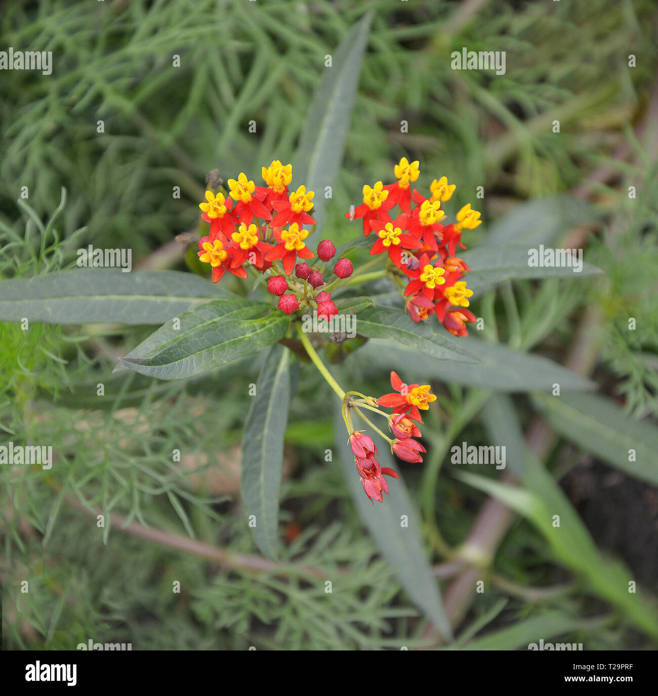 Close up di un Asclepias setoso Profondo rosso in un confine di fiori Foto Stock