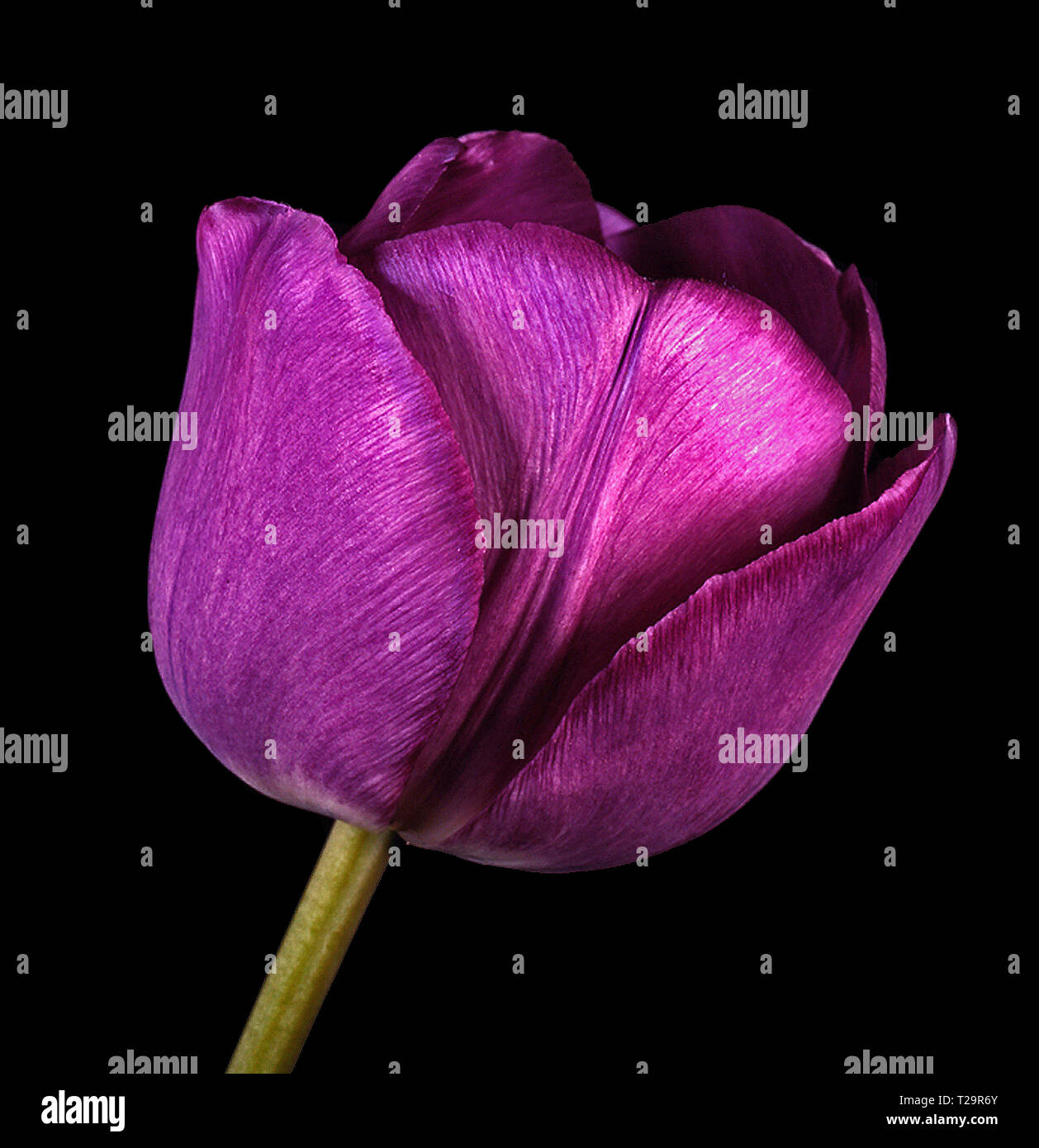 Close up ritratto in studio di un inglese fioristi' Tulip "Talismano" Foto Stock