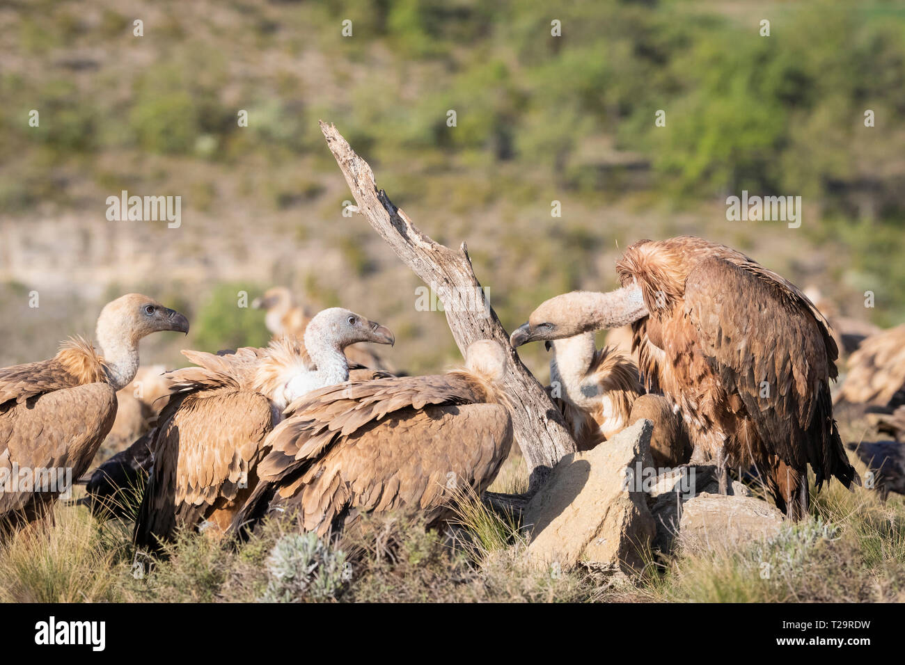 Grifoni (Gyps fulvus) interagenti. Provincia di Lleida. La Catalogna. Spagna. Foto Stock