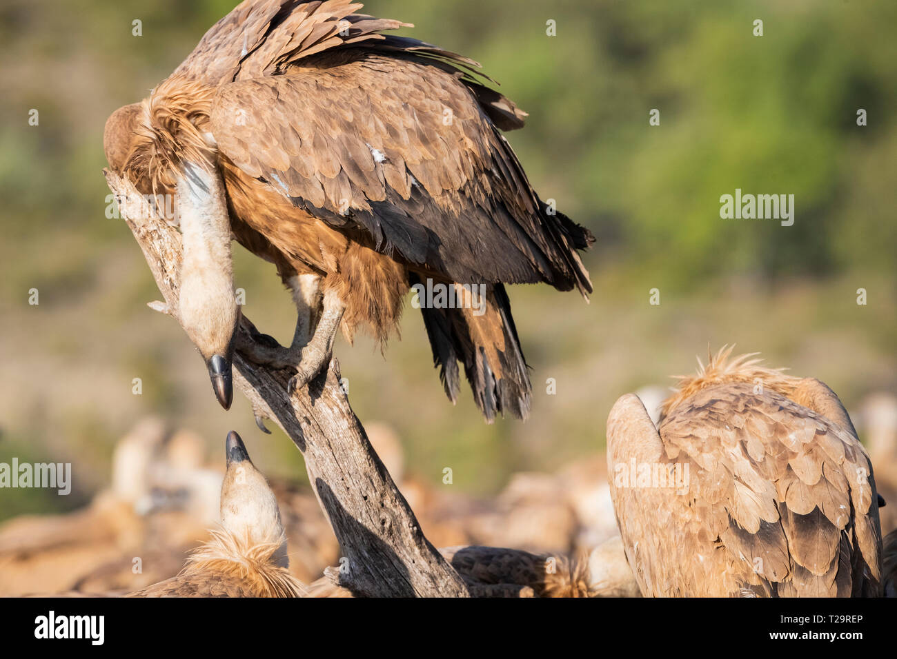 Grifoni (Gyps fulvus) interagenti. Provincia di Lleida. La Catalogna. Spagna. Foto Stock