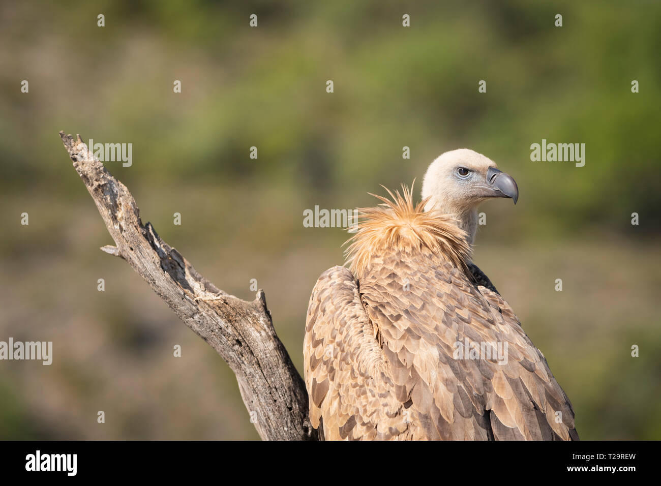 Grifone (Gyps fulvus) verticale. Provincia di Lleida. La Catalogna. Spagna. Foto Stock