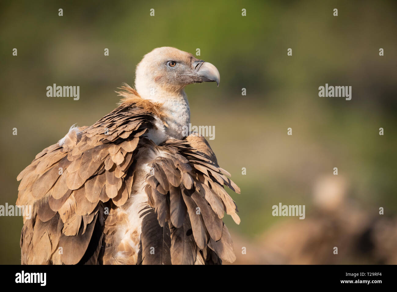 Grifone (Gyps fulvus) verticale. Provincia di Lleida. La Catalogna. Spagna. Foto Stock