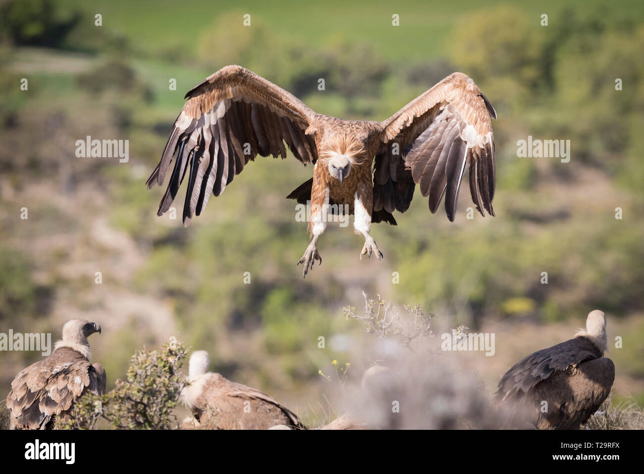 Grifone (Gyps fulvus) arrivando a terra sulla carcassa. Provincia di Lleida. La Catalogna. Spagna. Foto Stock