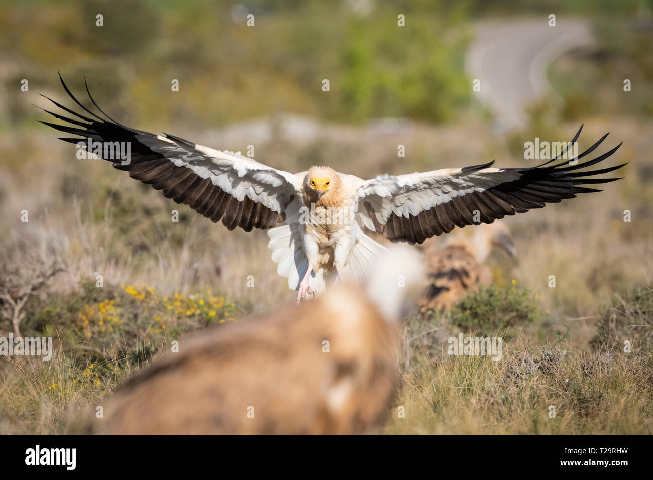 Avvoltoio capovaccaio (Neophron percnopterus) sbarco sulla terra. Pre-Pyrenees. Provincia di Lleida. La Catalogna. Spagna. Specie in via di estinzione. Foto Stock
