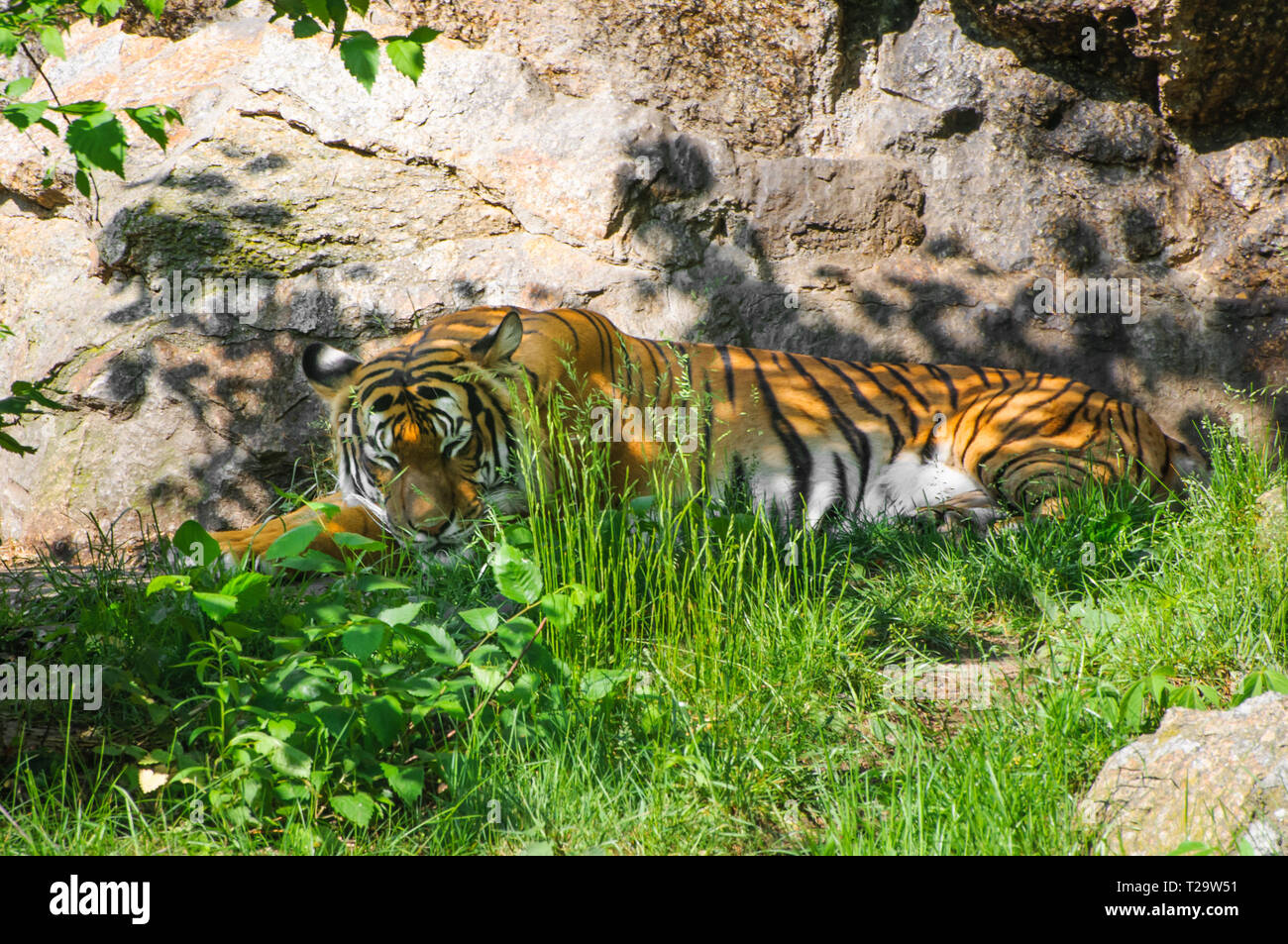 La tigre del sonno rilassante in erba e shadow al giorno di sole Foto Stock