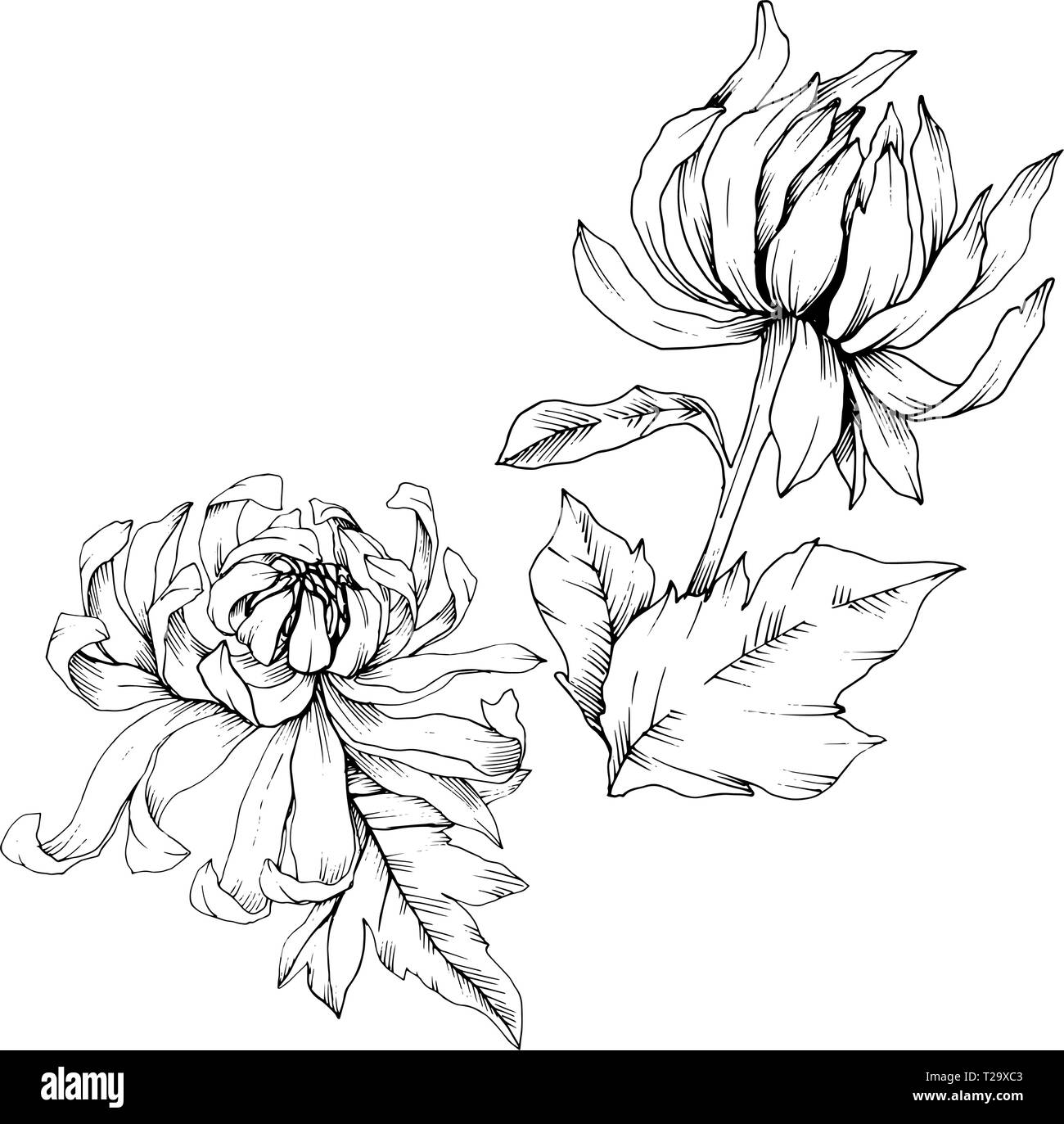 Crisantemo vettore botanico floreale di fiori. Bianco e nero inchiostro inciso art. Fiore isolato illustrazione elemento. Illustrazione Vettoriale