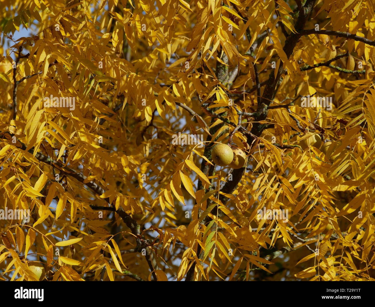 Albero a foglie decidue in giallo con frutta Foto Stock