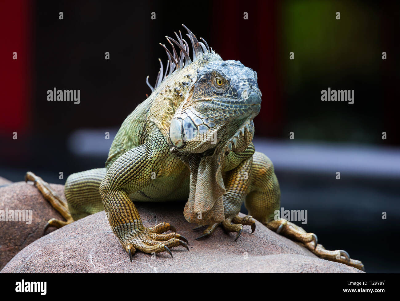 Grande iguana verde in Costa Rica Foto Stock
