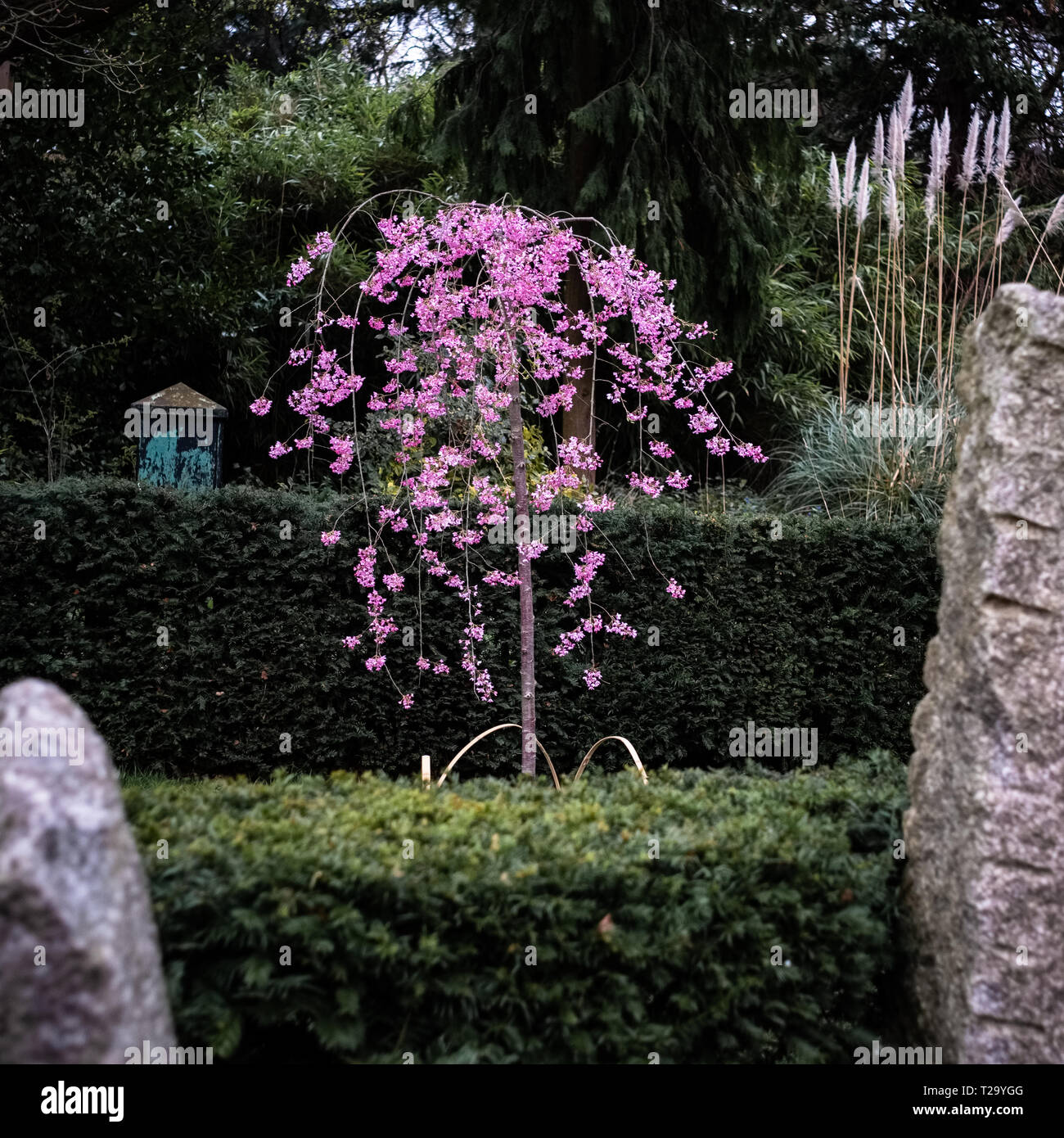 London, Regno Unito: fiore di ciliegio albero nel giardino di Kyoto, Holland Park. Foto Stock