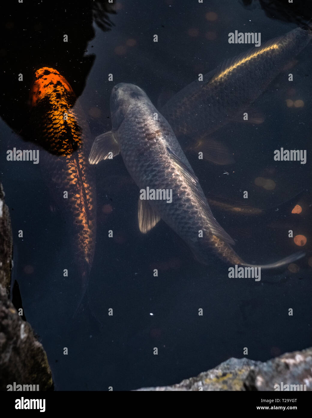 London, Regno Unito: un golden e silver giapponese di pesci Koi nuotare in un laghetto in giardino di Kyoto. Foto Stock