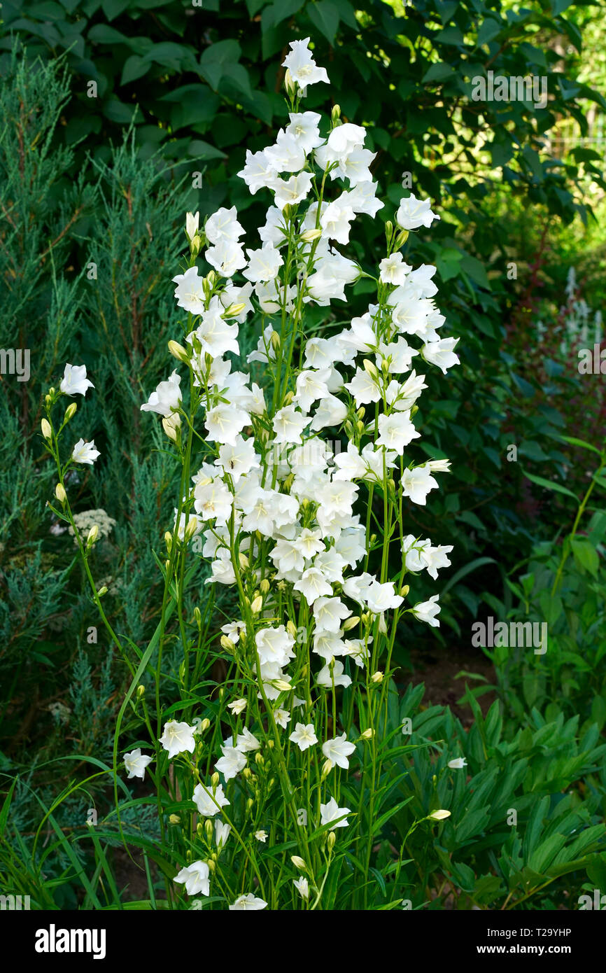 Campana bianco fiori (Campanula persicifolia) come sfondo. Campanula colorati fiori a campana in aiuola. Fiori a campana o Campanula crescendo in giardino o Foto Stock