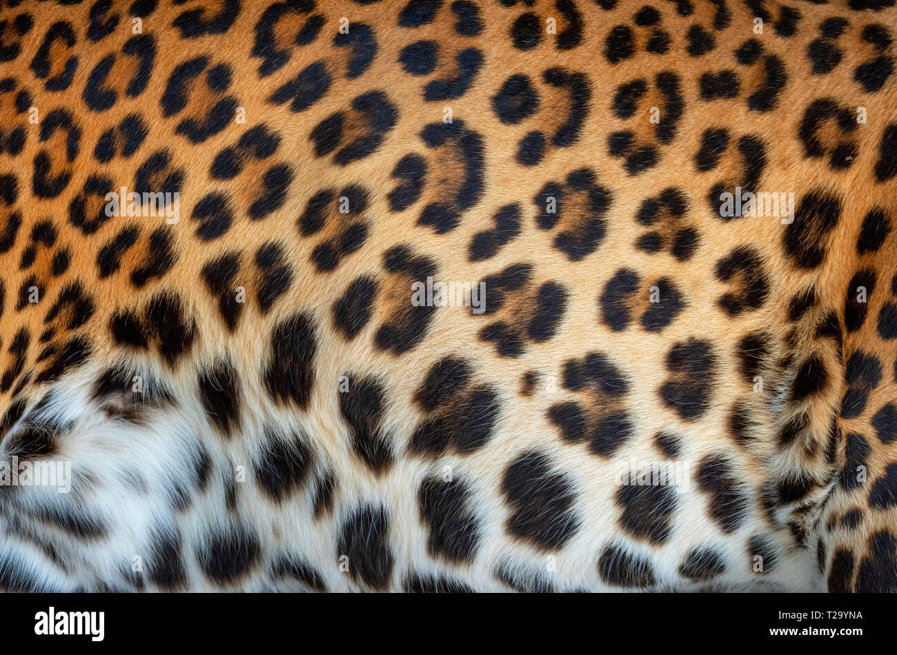 Close up leopard pelliccia reale consistenza Foto stock - Alamy