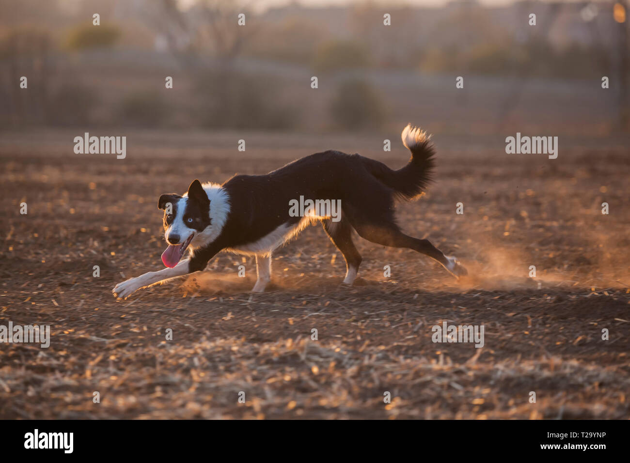 Border Collie Tramonto Foto Stock