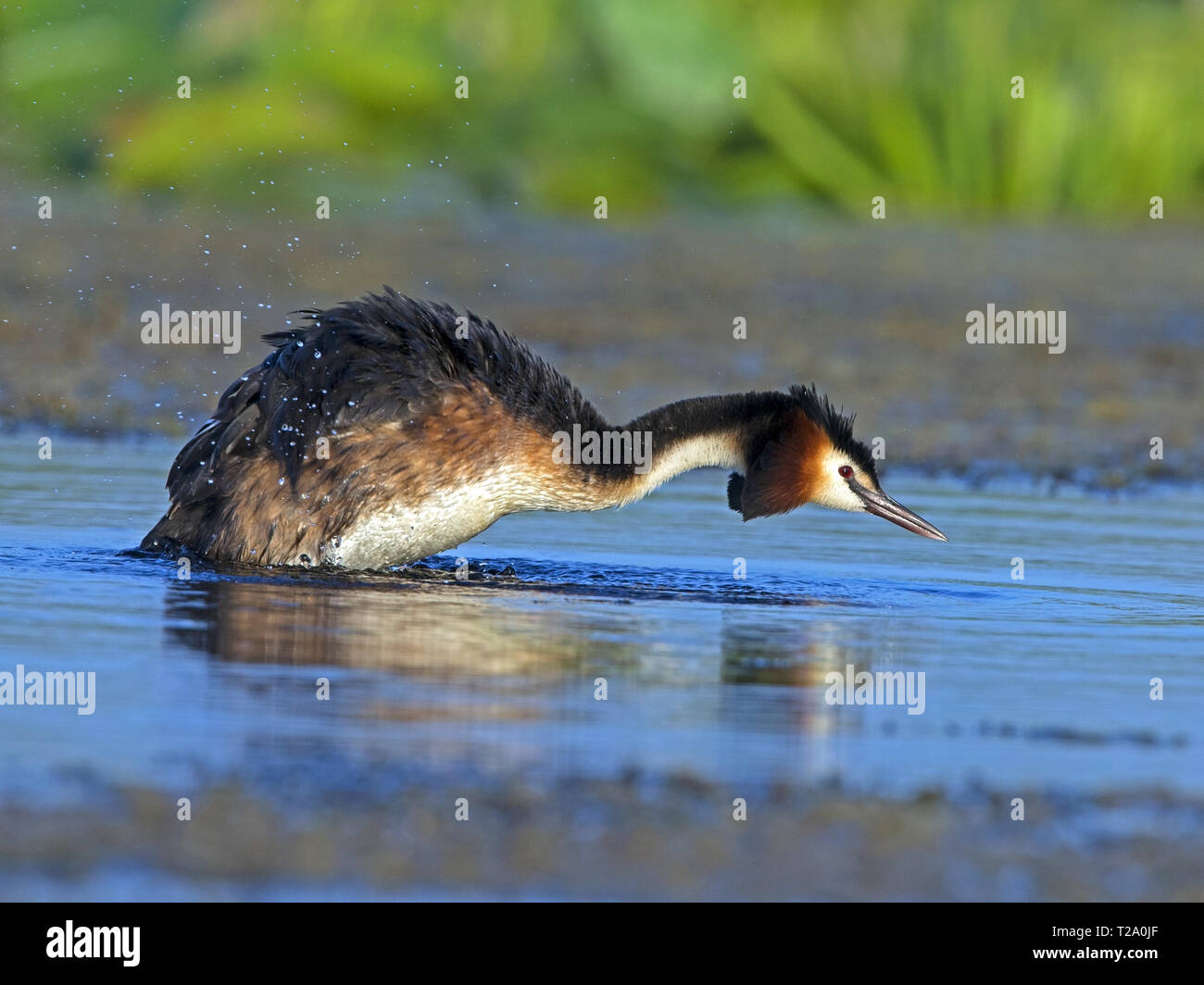 Svasso maggiore la pesca Foto Stock