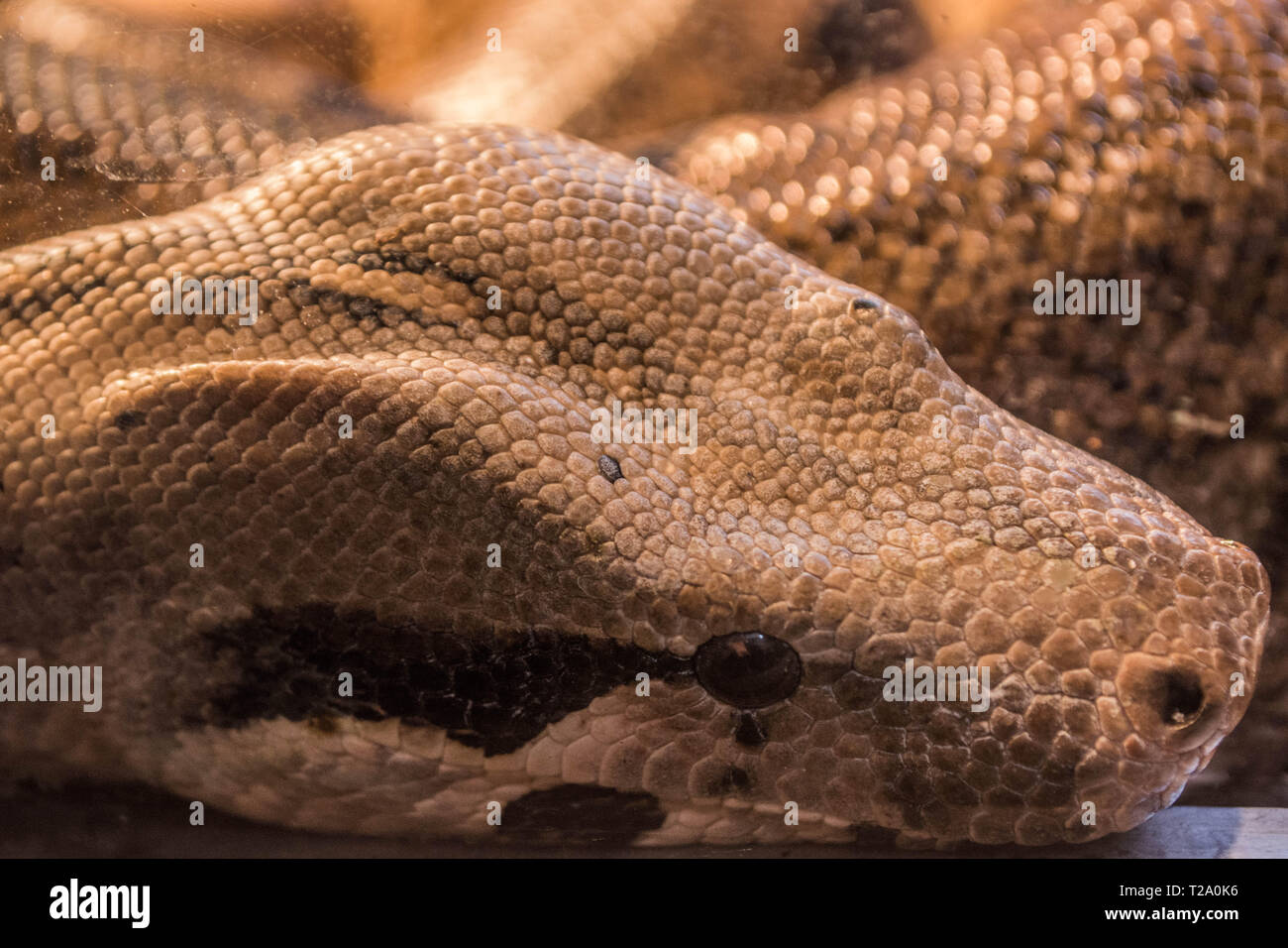 serpente del boa Foto Stock