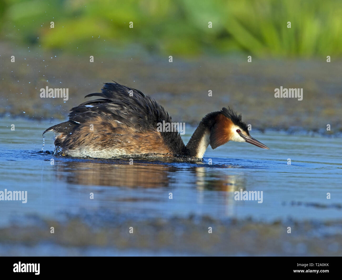 Svasso maggiore la pesca Foto Stock