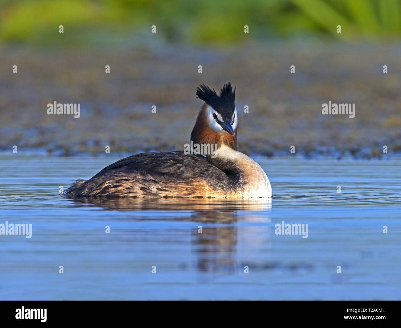 Svasso maggiore in acqua Foto Stock