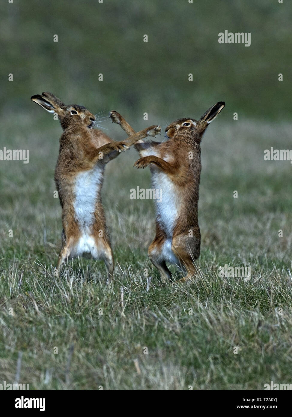 European brown hare boxe Foto Stock