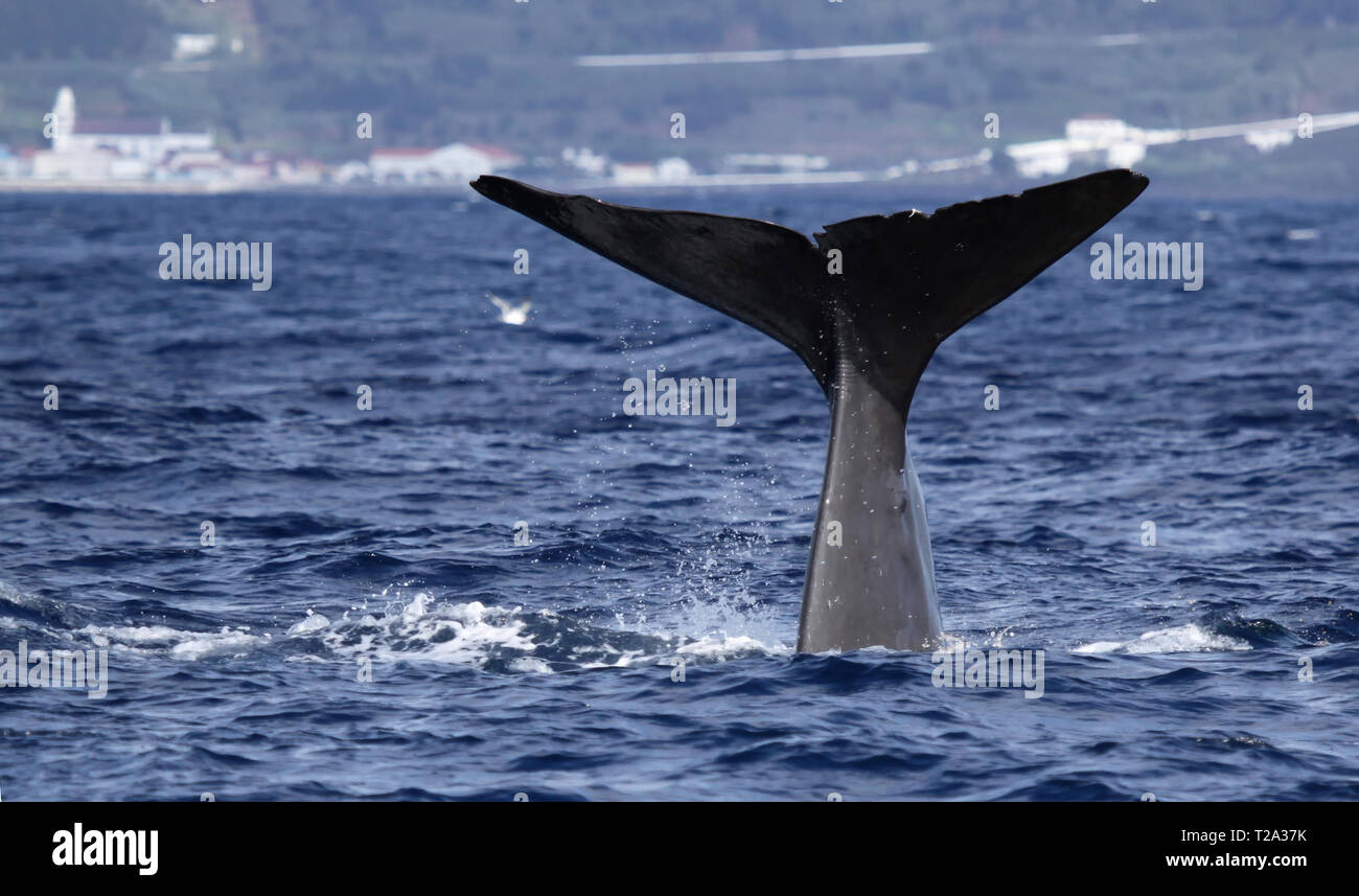 Sperma balena inizia una profonda immersione a la costa vicino a Pico Island (Azzorre - Portogallo) 01 Foto Stock