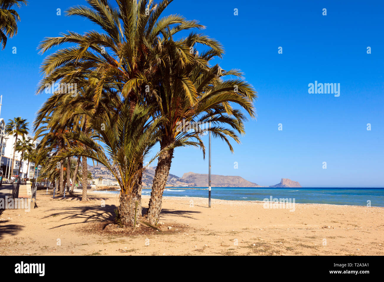 Le palme sulla spiaggia di Altea, Costa Blanca, Spagna Foto Stock