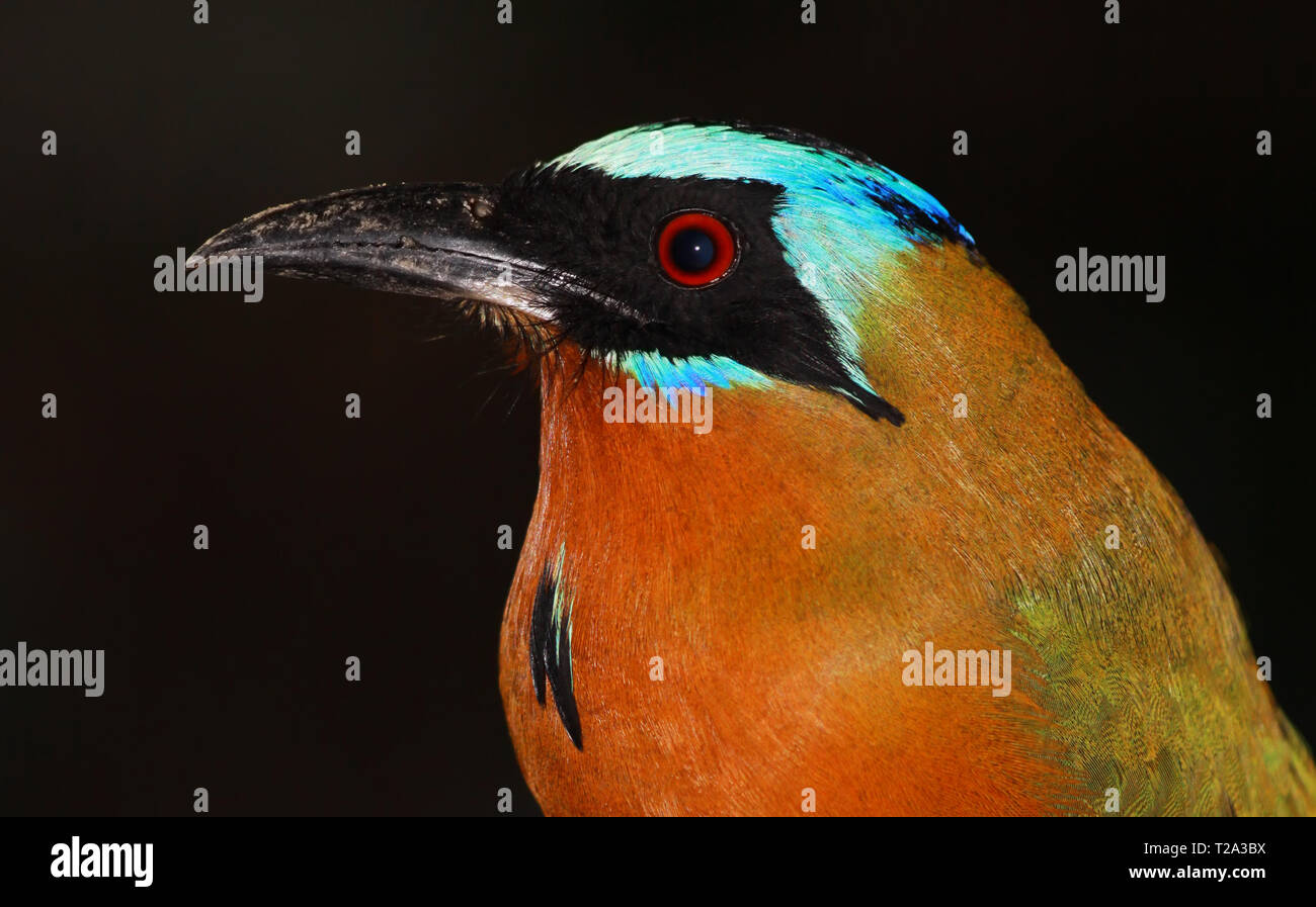 Close-up di un Blu-crowned Motmot (Momotus momota) - Tobago Riserva Forestale - isolato su sfondo nero Foto Stock