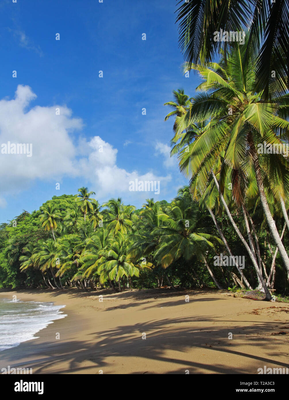 Inglese's Bay (Tobago, West Indies) nei pressi di Castara Foto Stock
